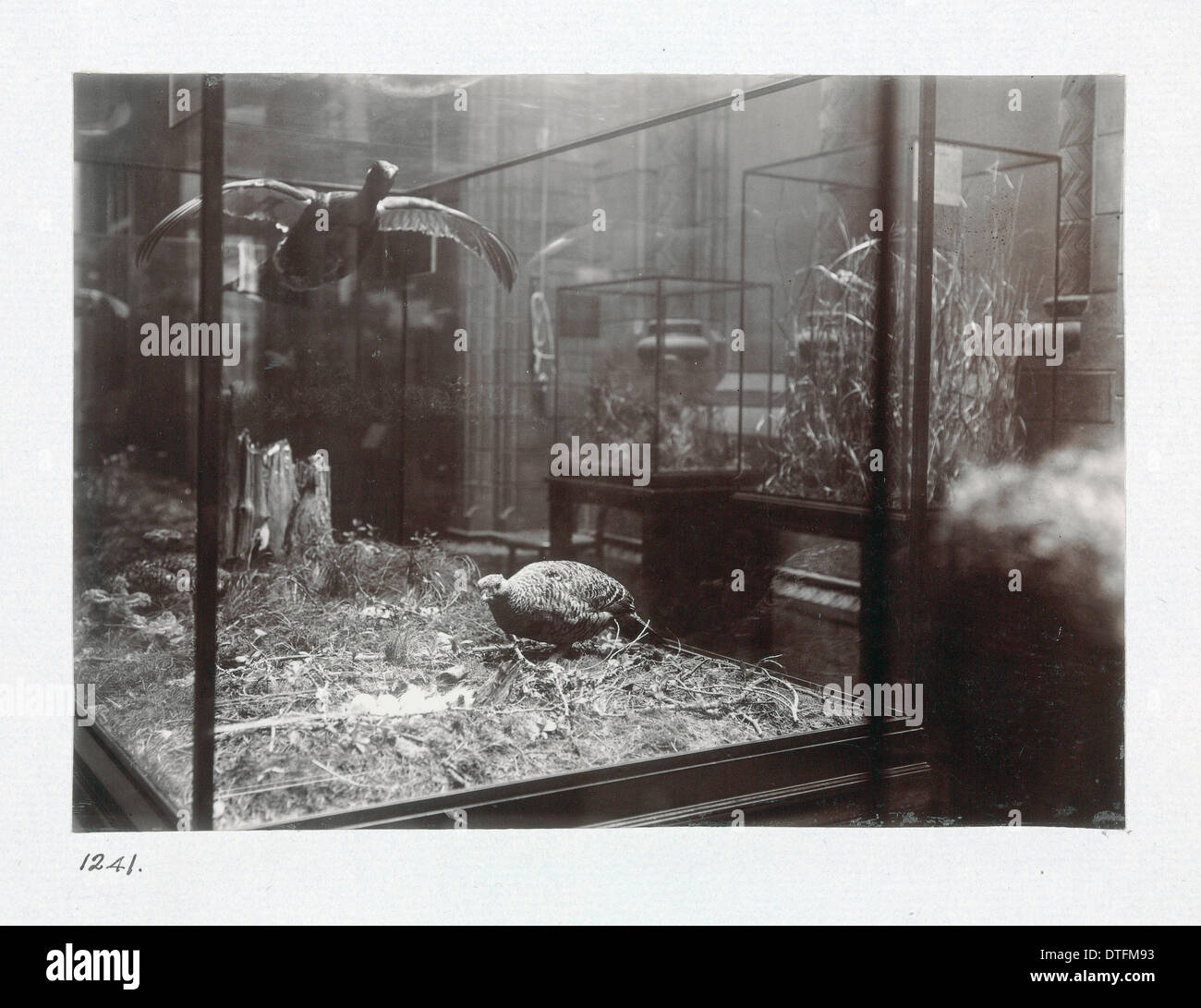The Bird Gallery at The Natural History Museum, London. 1944 Stock Photo
