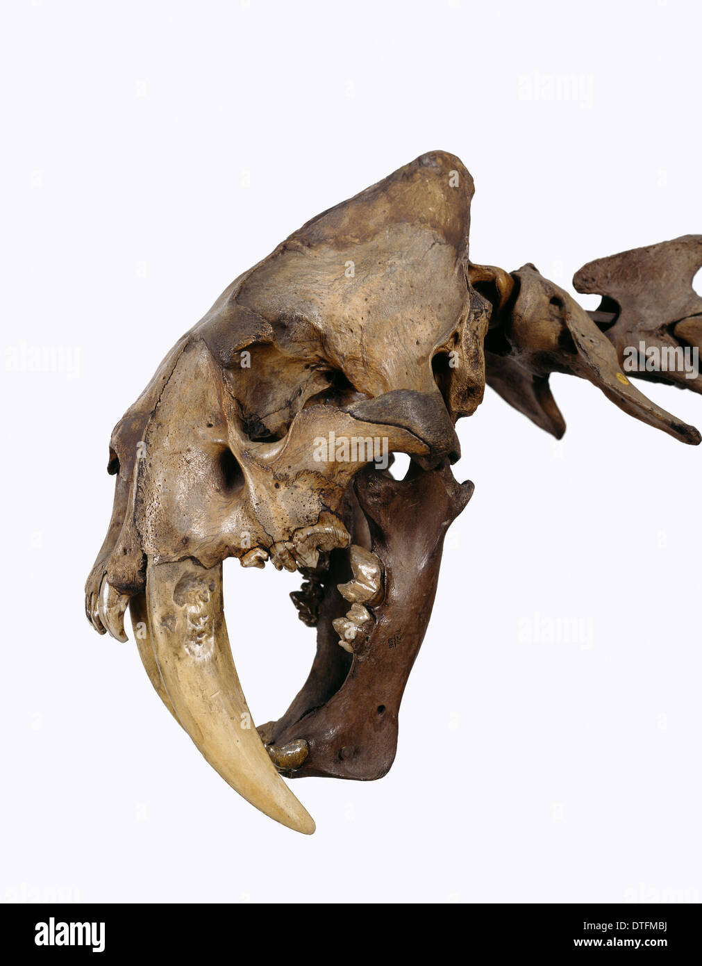 Smilodon fatalis, sabre-toothed cat Stock Photo