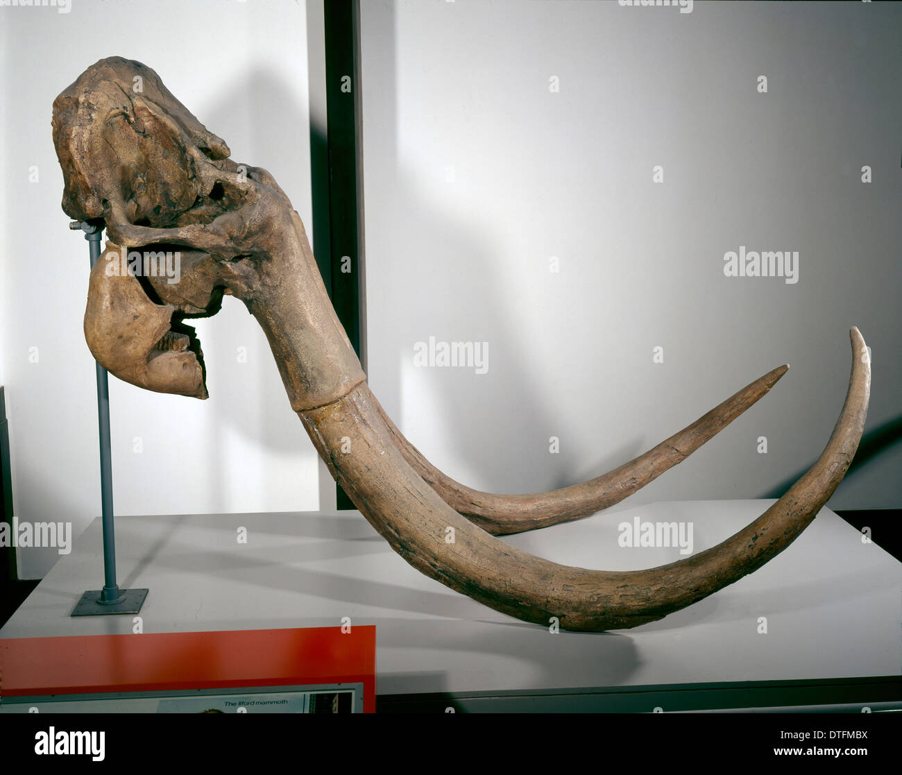 Mammuthus trogontherii, steppe mammoth Stock Photo