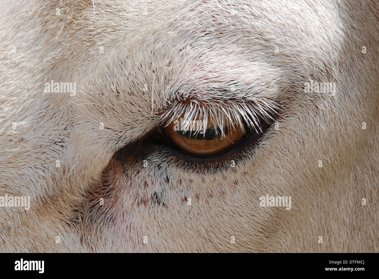 Close up of the eye of a sheep showing both the eyeball and eyelashes