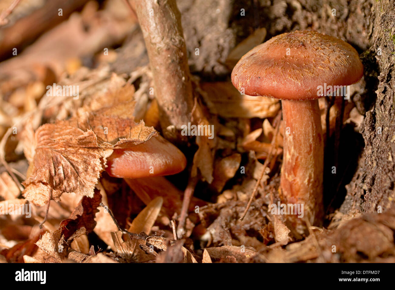 Honey agaric mushroom closeup in forest Stock Photo