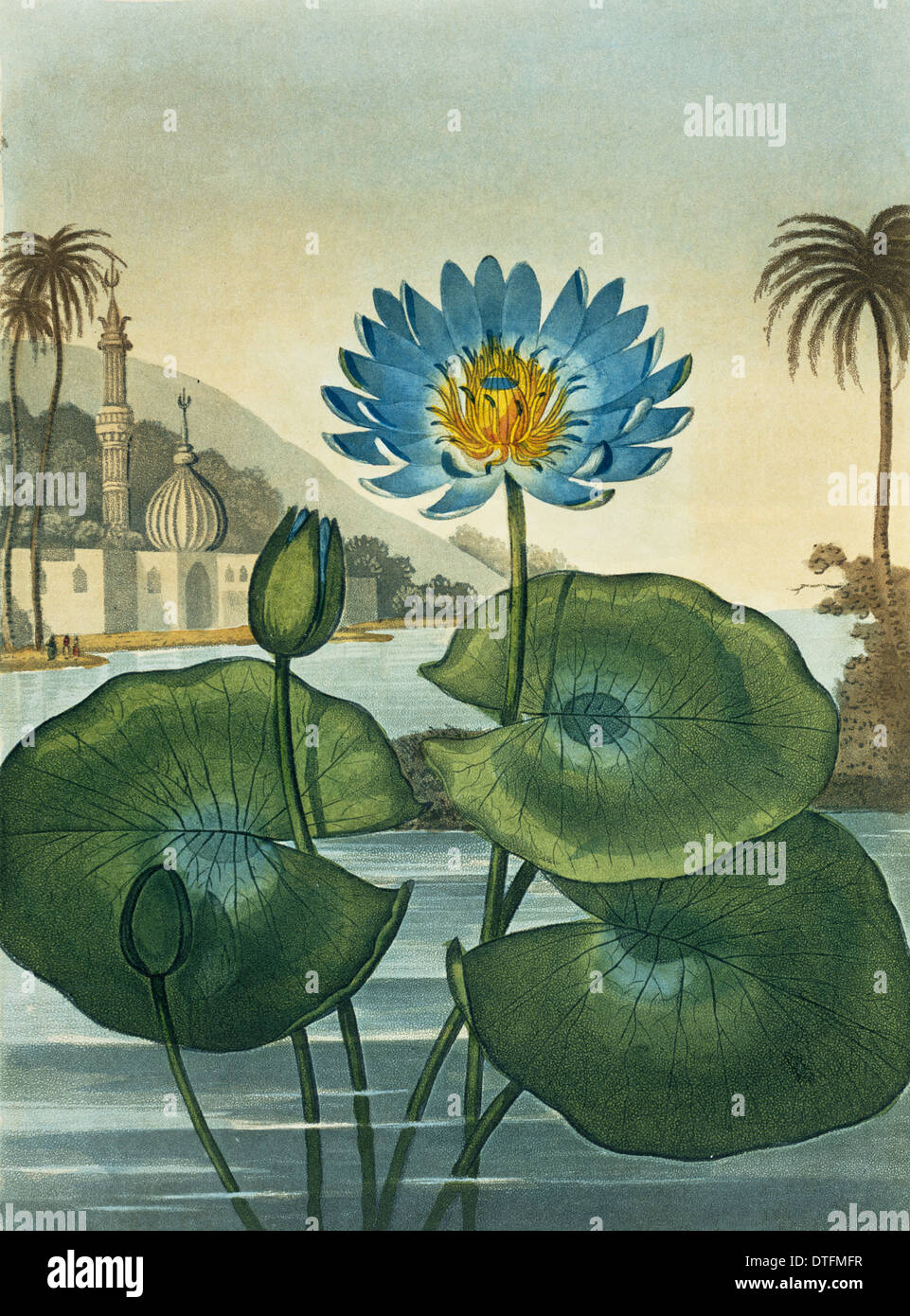 Egyptian lily hi-res stock photography and images - Alamy