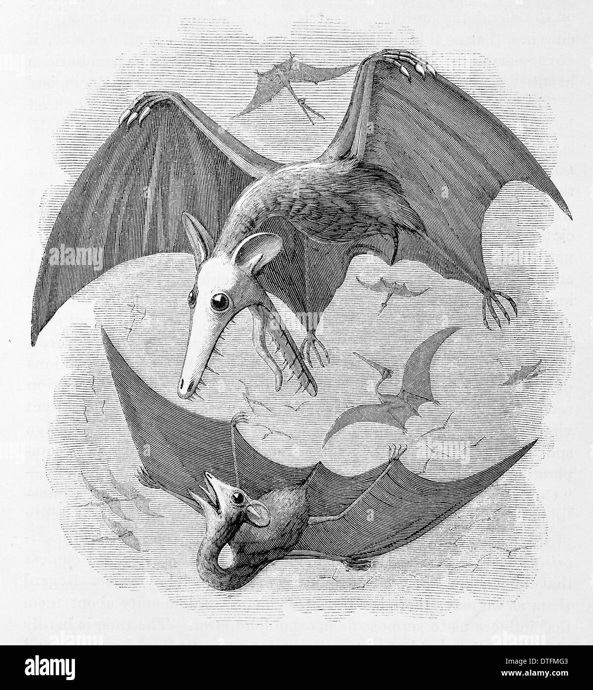 Pterodactyl Black and White Stock Photos & Images Alamy