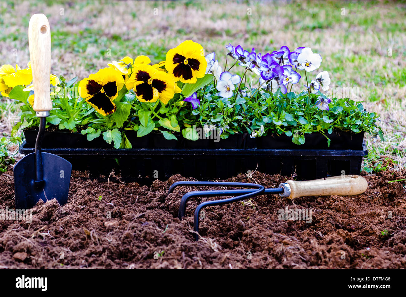 Planting flowers. pansies and violas in pots on cultivated soil with trowel and cultivator Stock