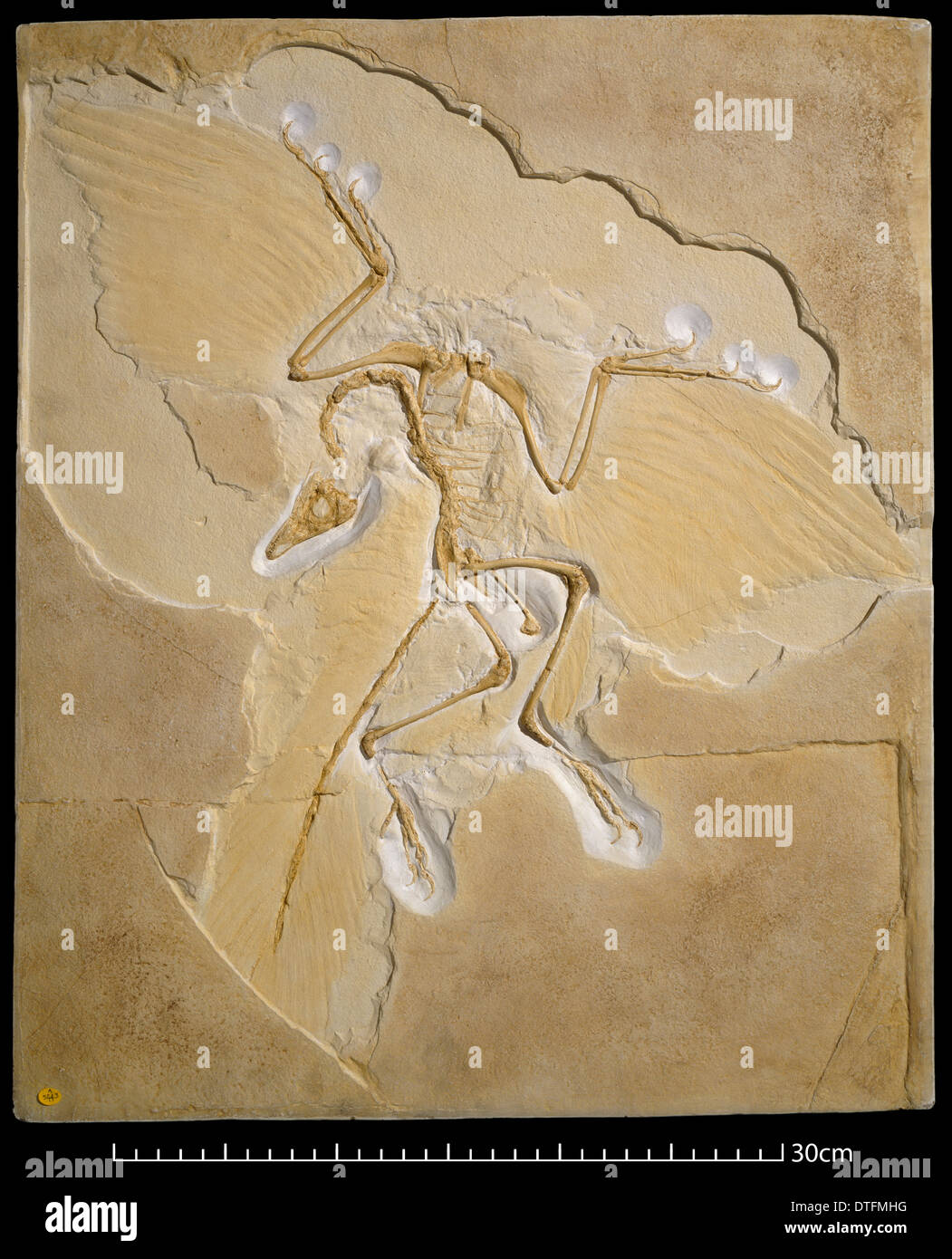 Archaeopteryx [Berlin specimen] Stock Photo