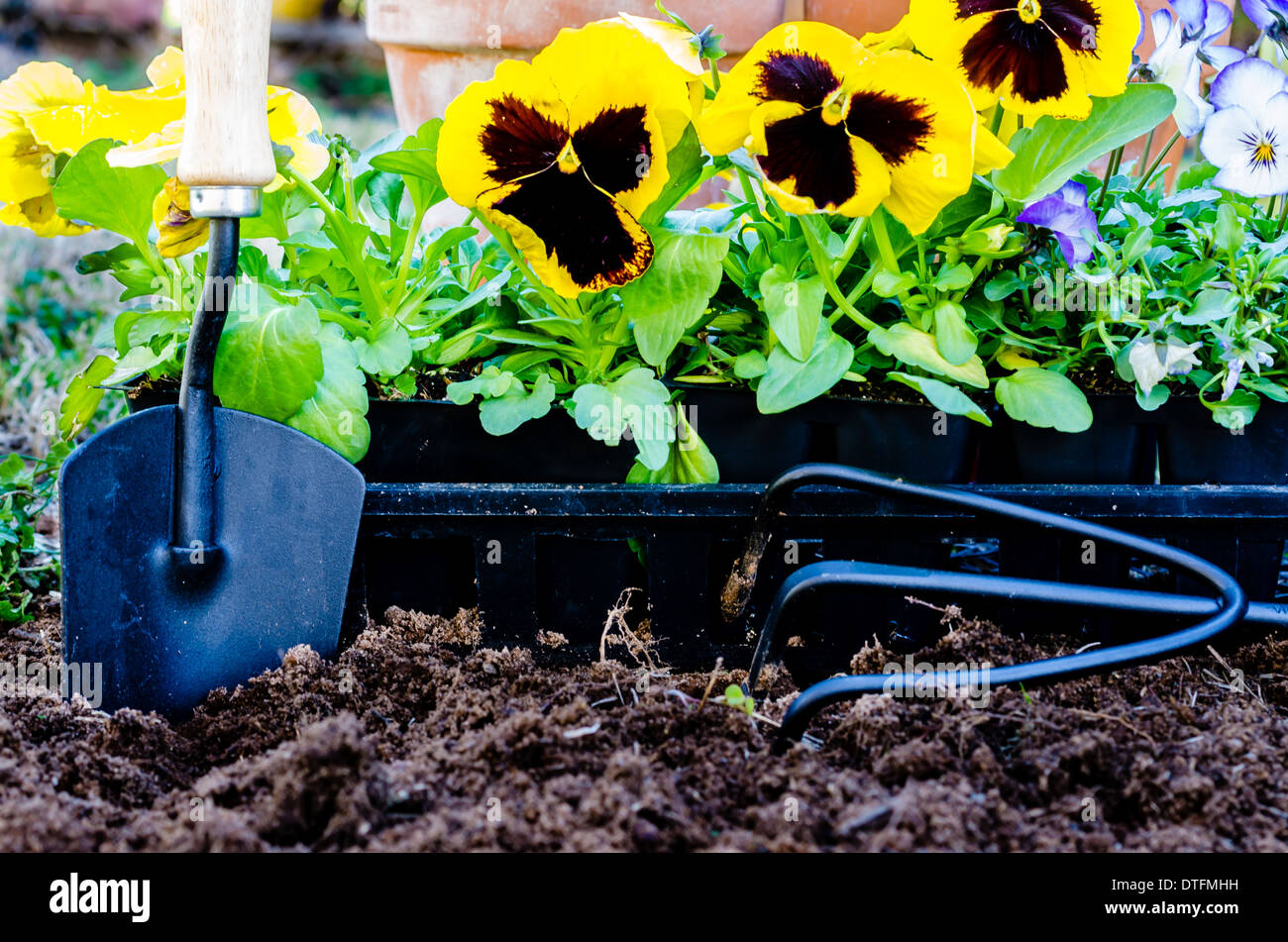 Planting flowers closeup. Closeup of pansies, violas, trowel, cultivator, and pots on cultivated soil. Stock Photo