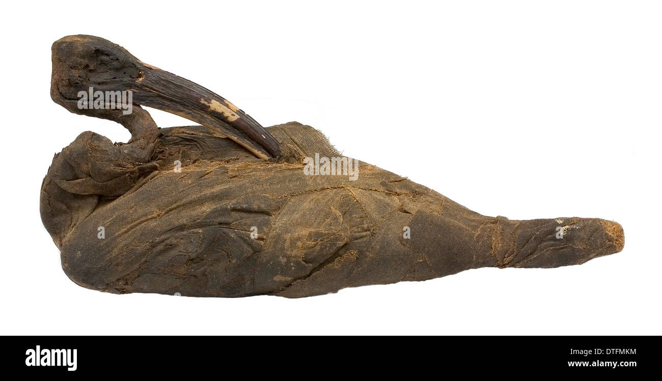 Mummified sacred ibis, partially unwrapped Stock Photo