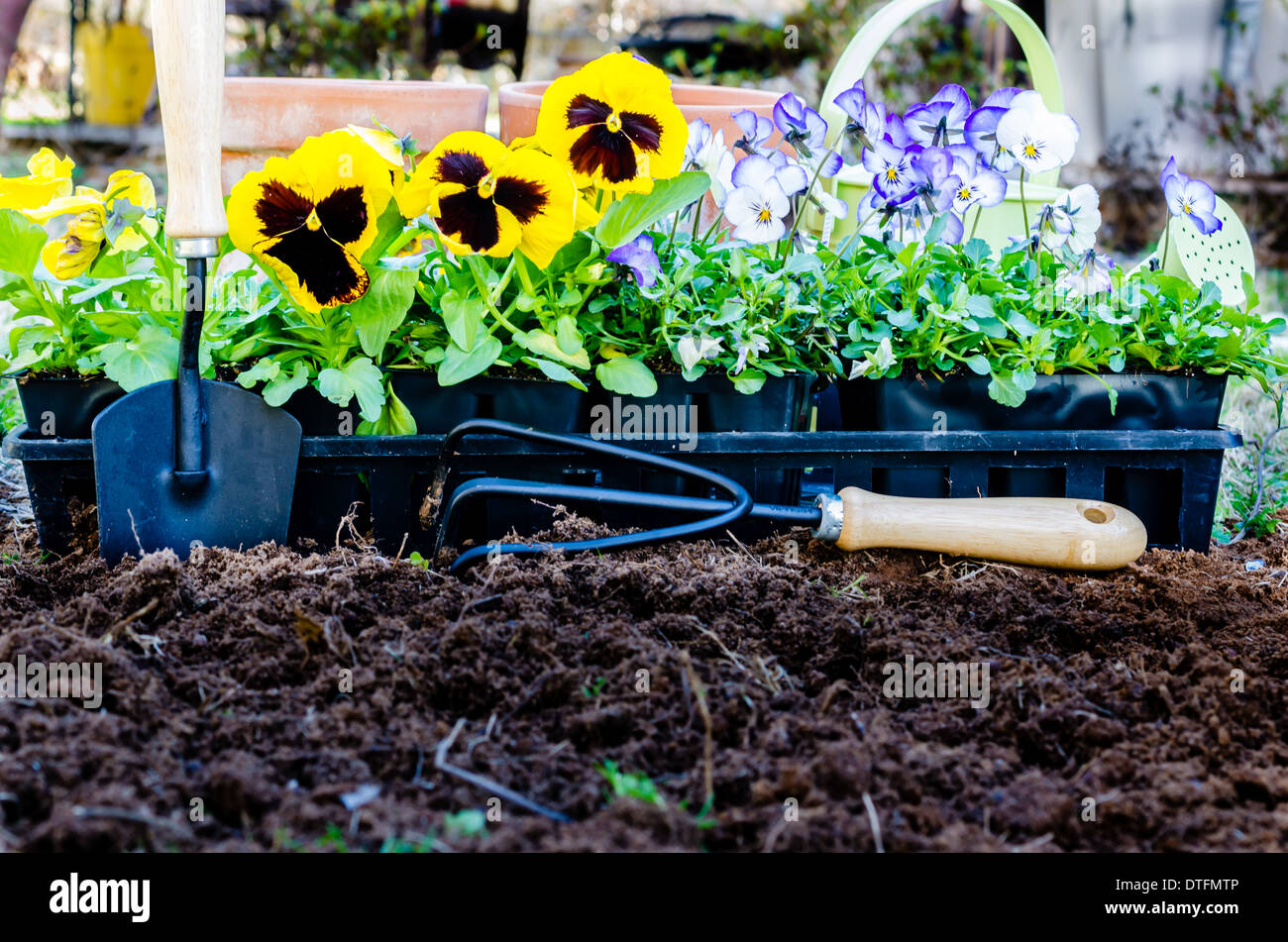 Spring gardening. Pots of pansies and violas with trowel, cultivator, and watering can on cultivated soil. Stock Photo