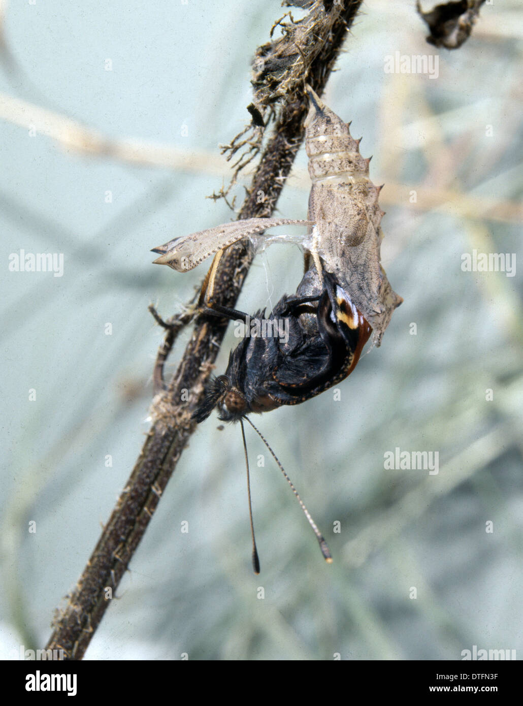 Inachis io, peacock butterfly, emerging from its pupa Stock Photo