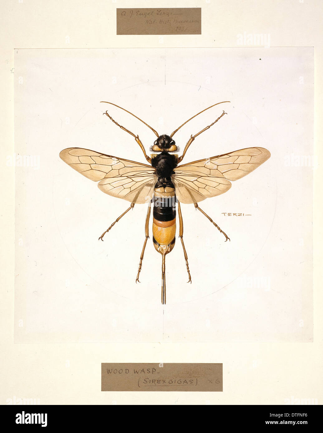 Sirex gigas, giant wood wasp Stock Photo