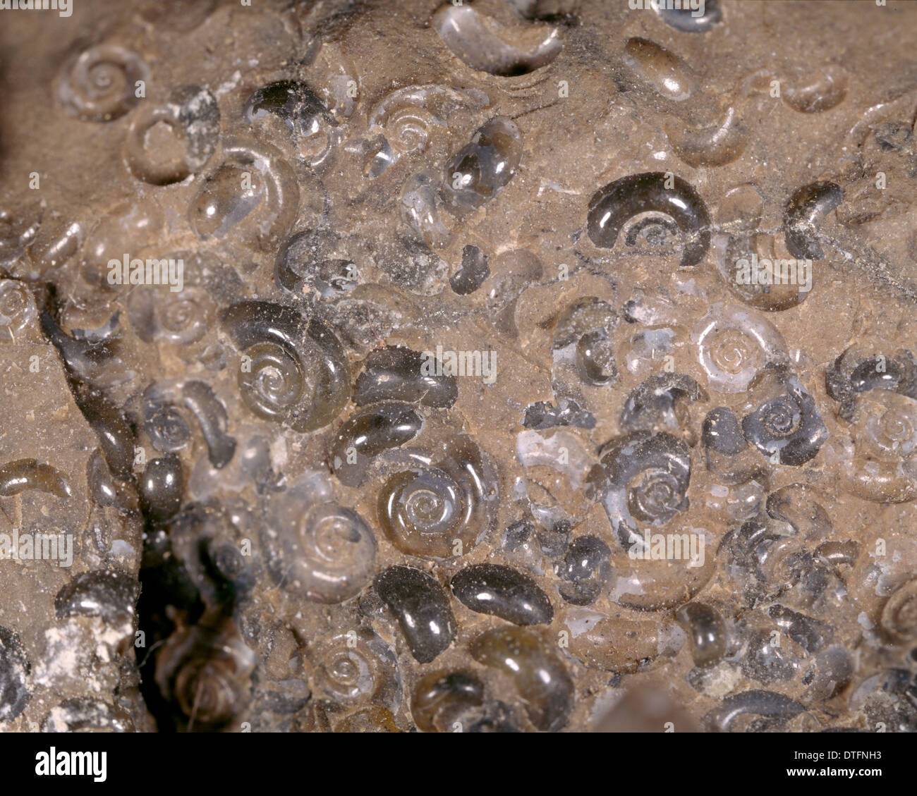 Limacina mercinensis, holoplanktonic mollusc Stock Photo