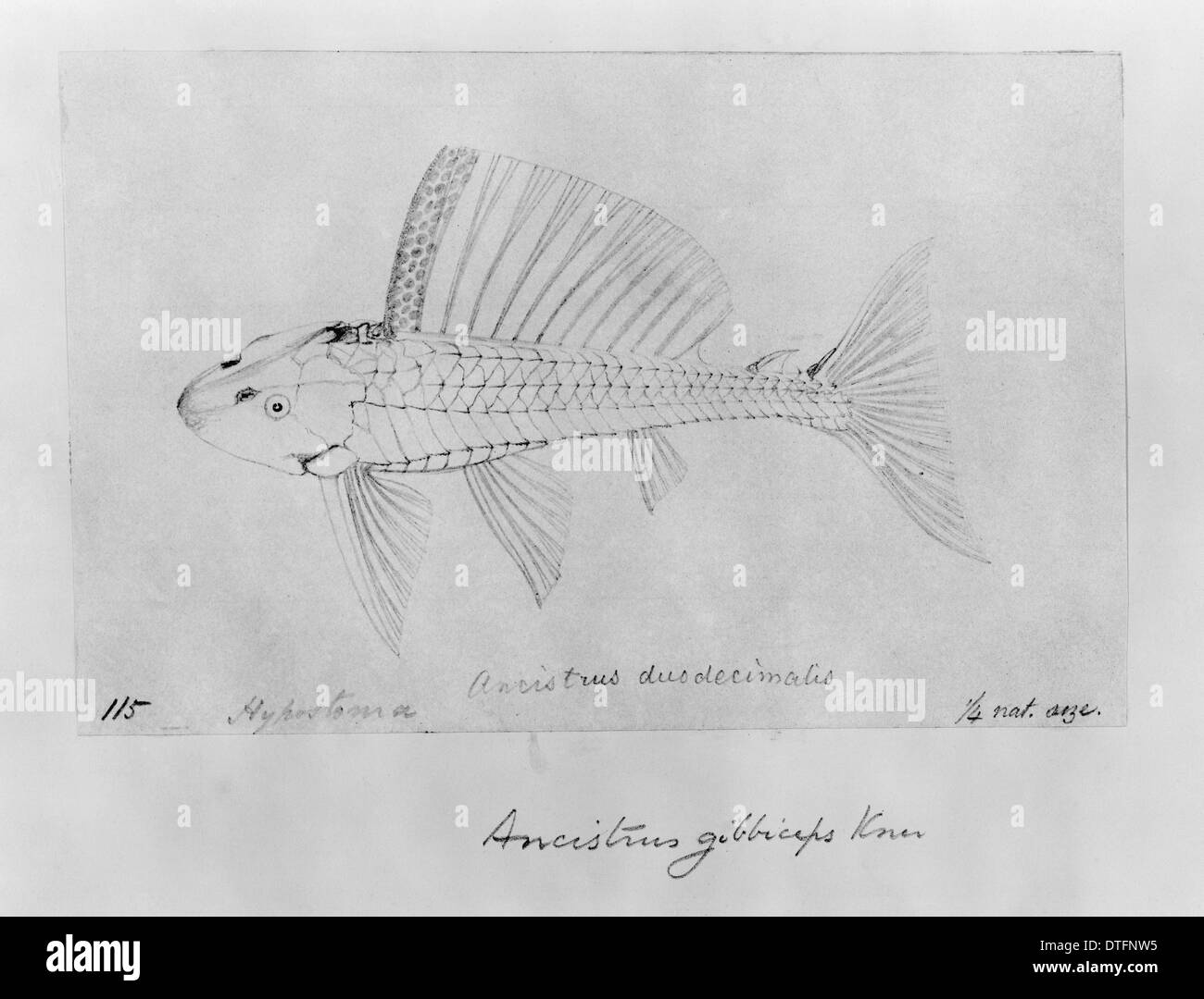 Pterygolichthys gibbiceps, sailfin pleco Stock Photo