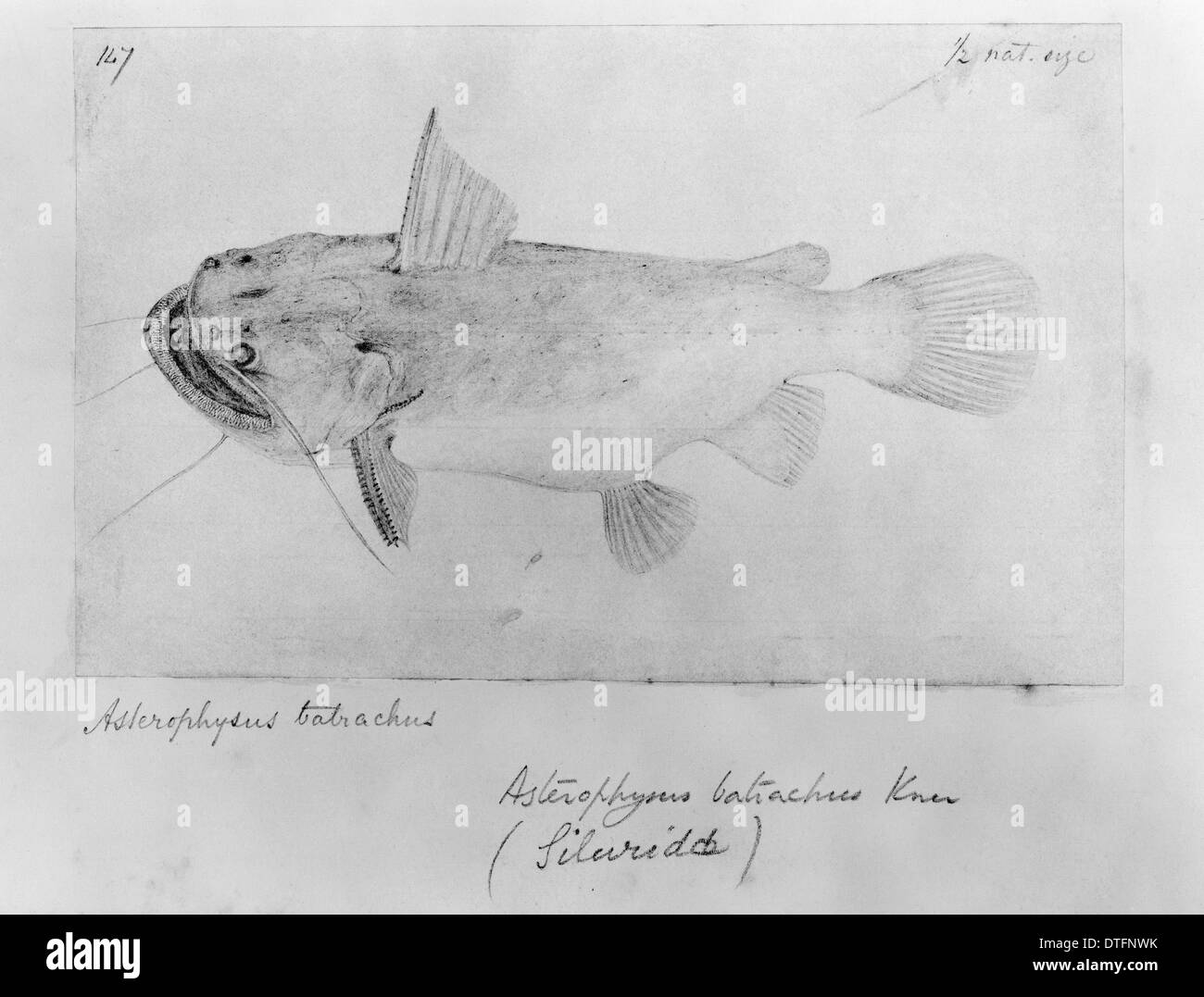 Asterophysus batrachus, ogre catfish Stock Photo