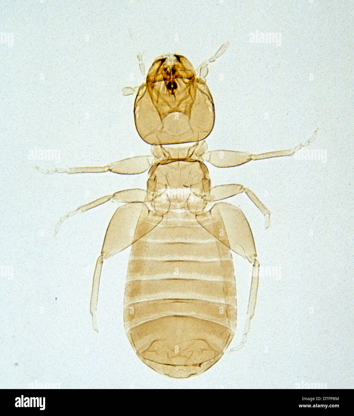 Book lice hires stock photography and images Alamy