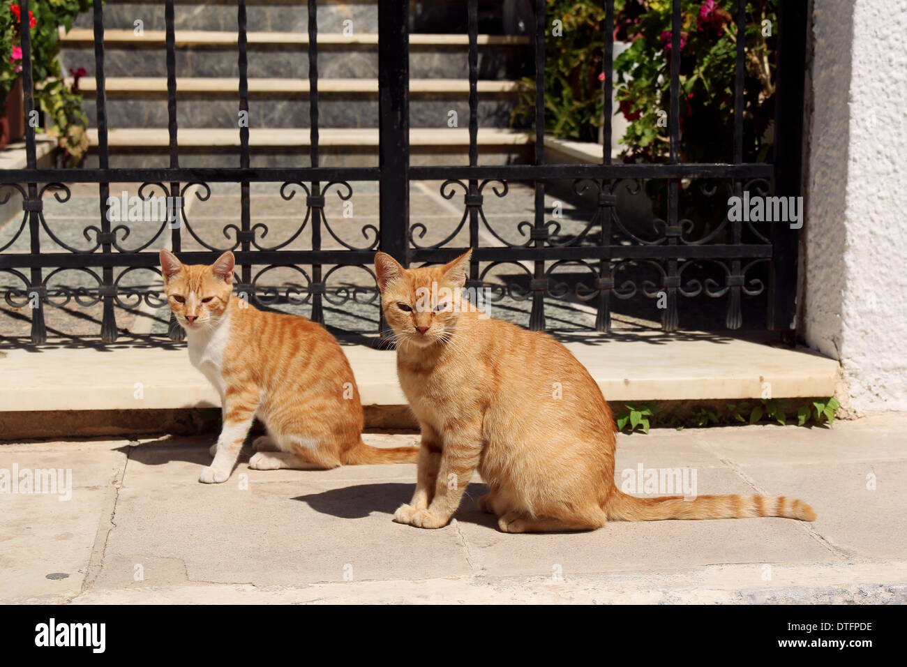 two ginger cats Stock Photo - Alamy