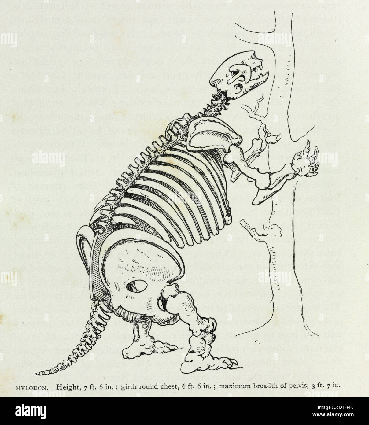 'Mylodon' Stock Photo