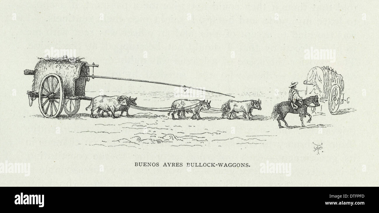 'Buenos Ayres Bullock-wagons' Stock Photo