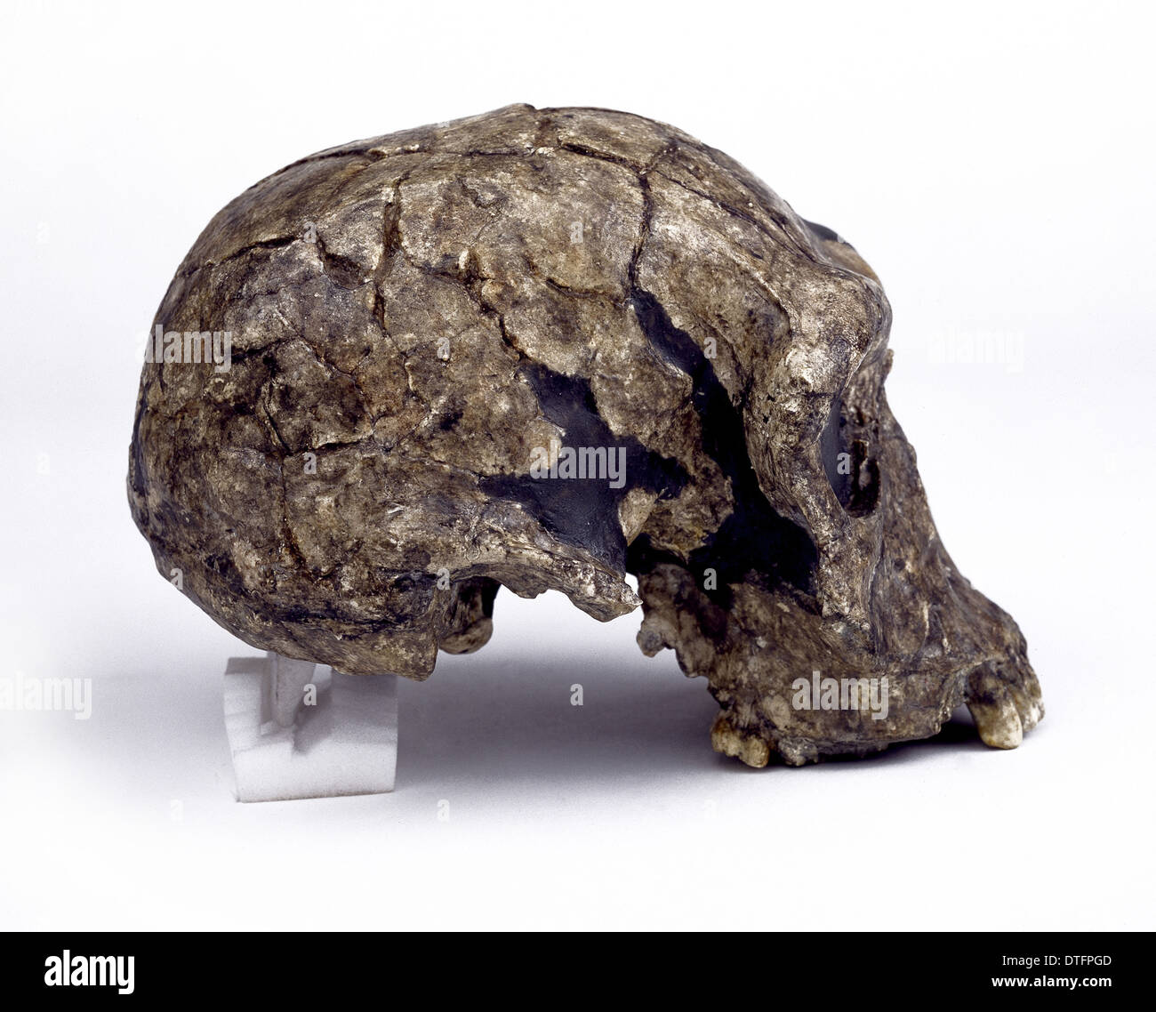 Homo habilis cranium (KNM - ER 1813) Stock Photo