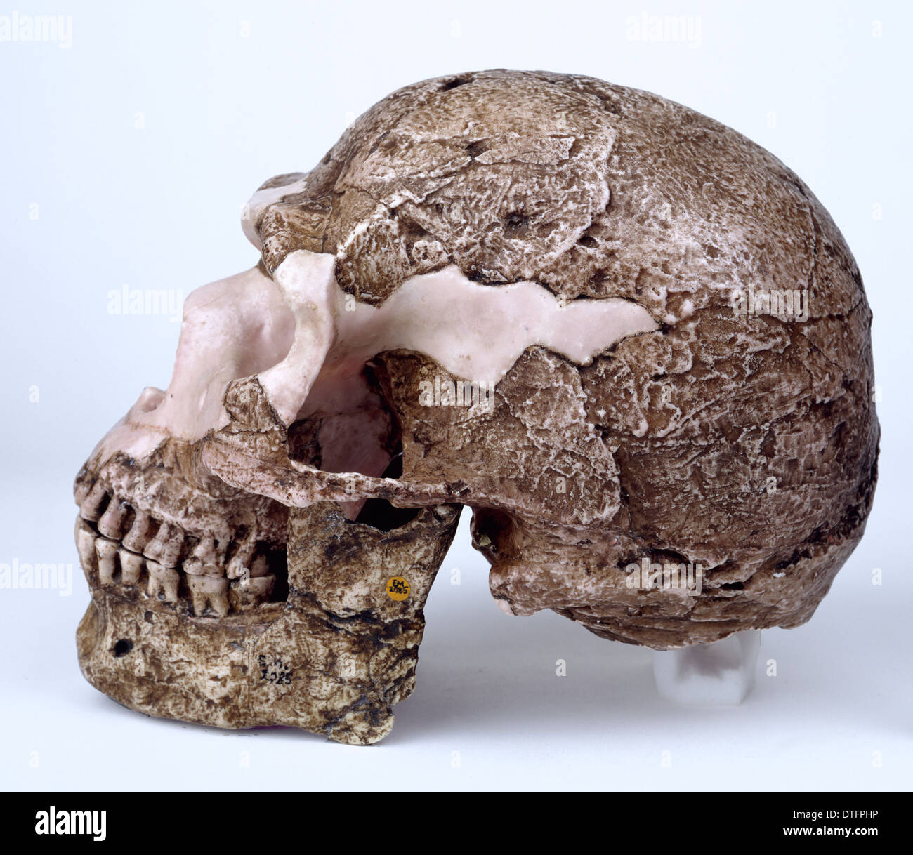 Modern Homo sapiens cranium (Skhul V) Stock Photo
