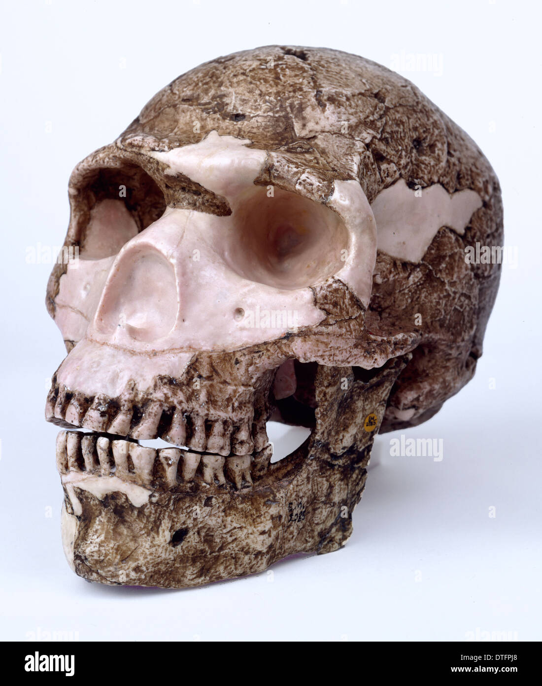 Modern Homo sapiens skull (Skhul V) Stock Photo