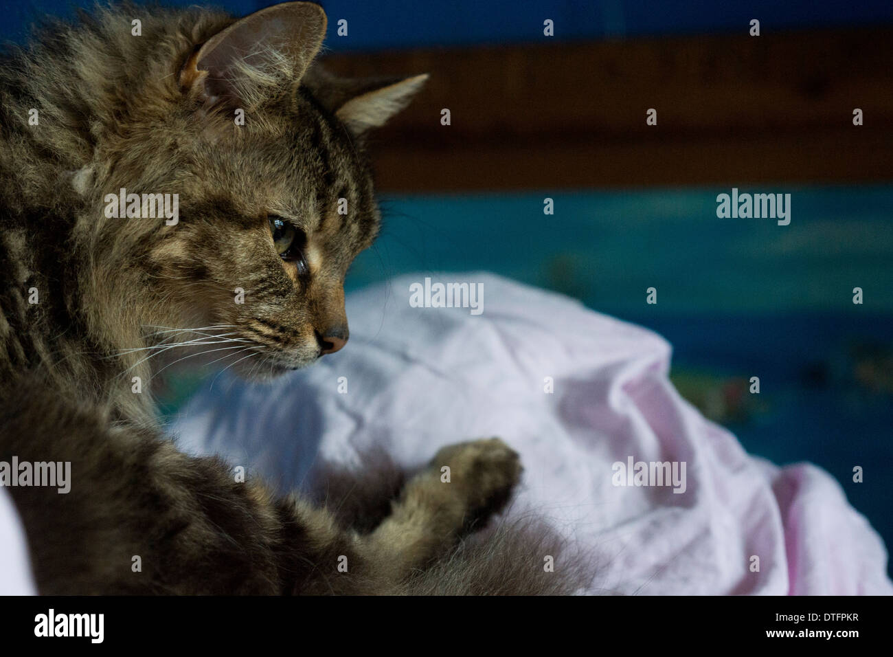 Cat paw hires stock photography and images Alamy