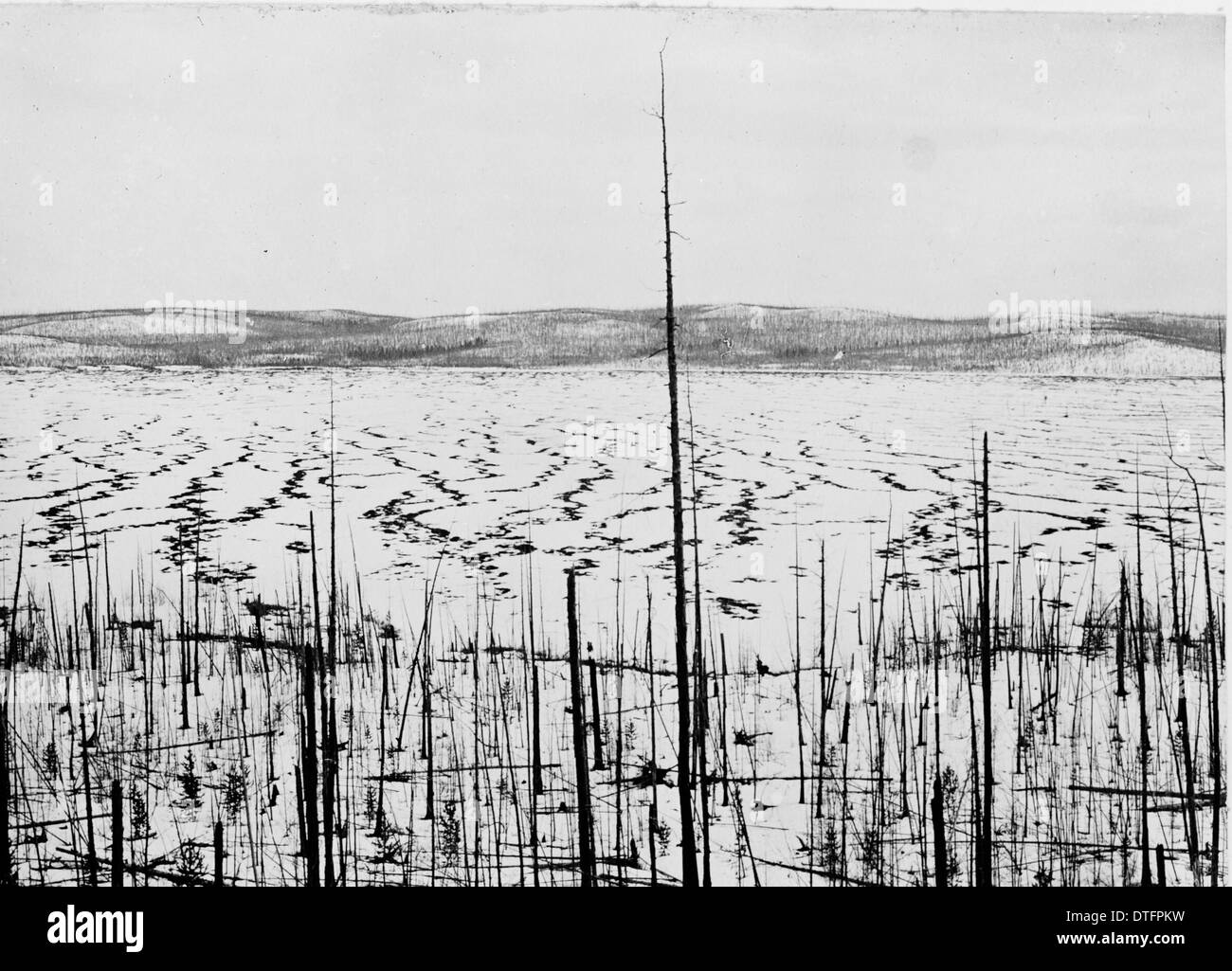 Tunguska meteorite damage, Siberia Stock Photo - Alamy