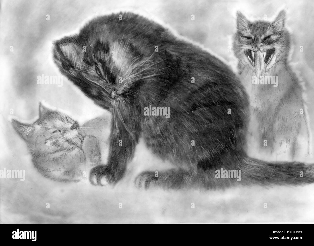 morning cats. three cats woke up and freshen yourself Stock Photo
