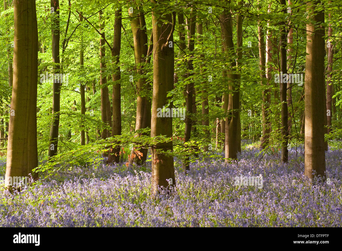 Bluebells in woodland by the A614 at Clumber, Nottinghamshire England UK Stock Photo