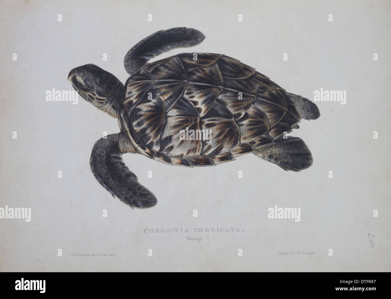 Eretmochelys imbricata, hawksbill turtle Stock Photo