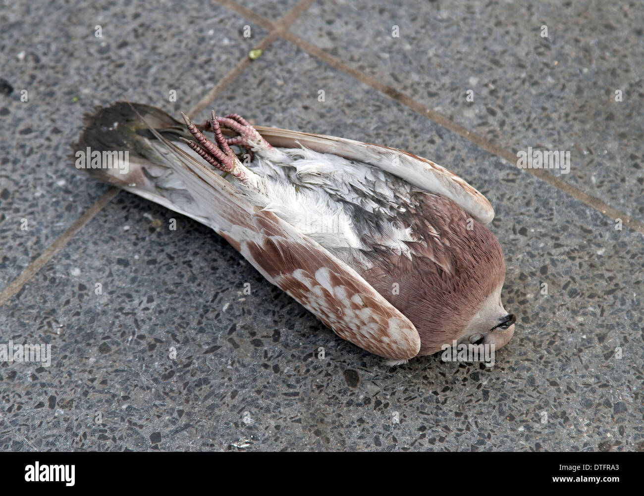 Berlin, Germany, dead pigeon lying on a Sidewalk Stock Photo