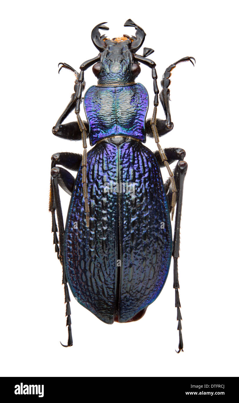 Carabus intricatus, blue ground beetle Stock Photo