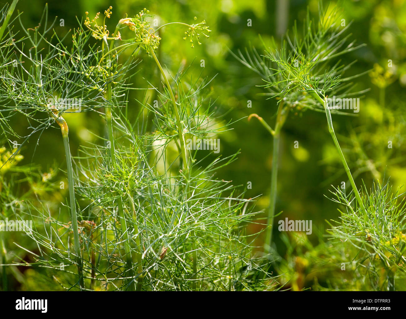 Dill plant herb hires stock photography and images Alamy