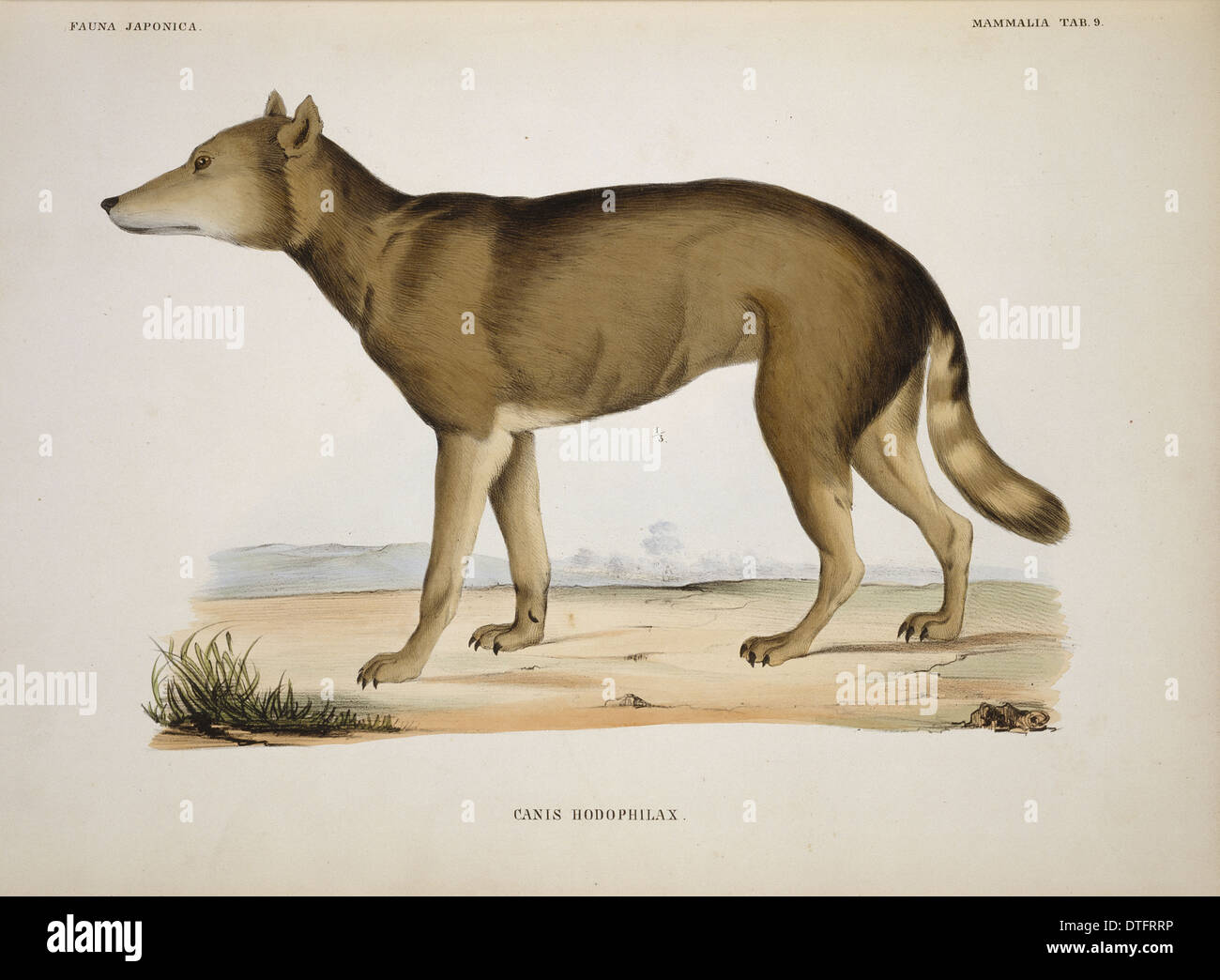 Canis lupus hodophilax hi-res stock photography and images
