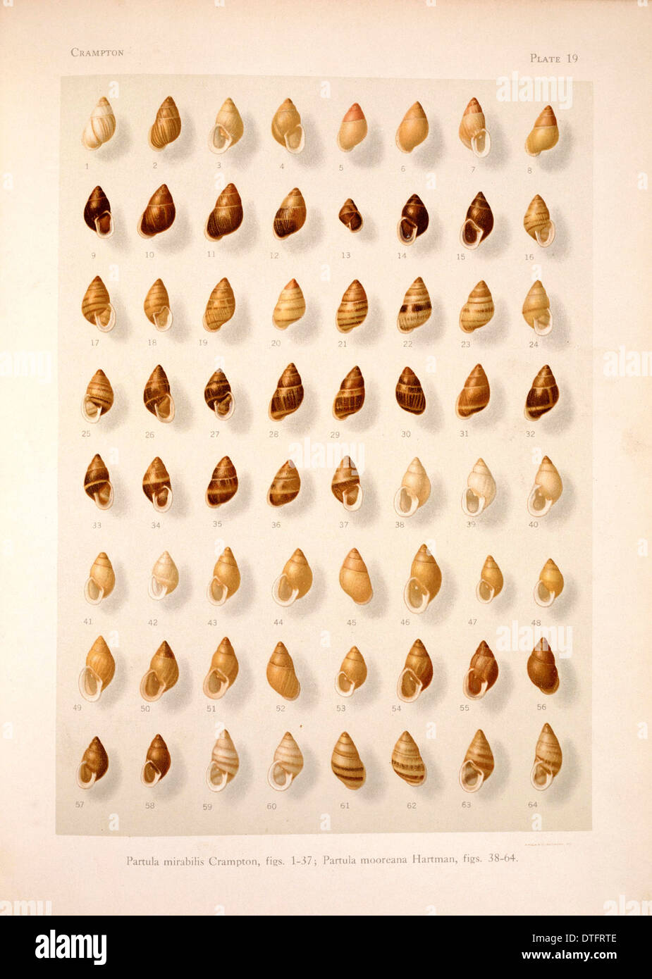 Partula mirabilis hires stock photography and images Alamy