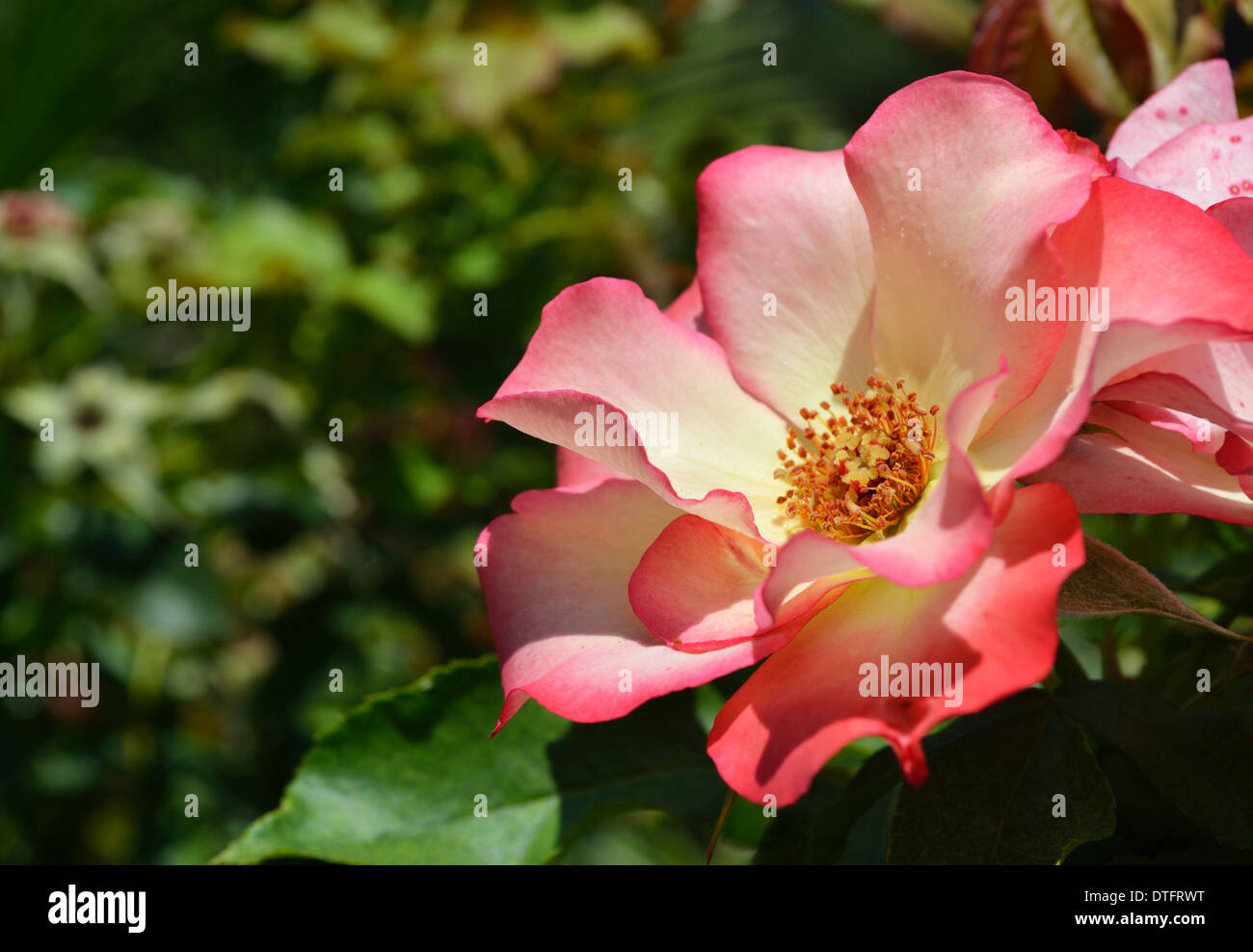 Rose garden flower hi-res stock photography and images - Alamy