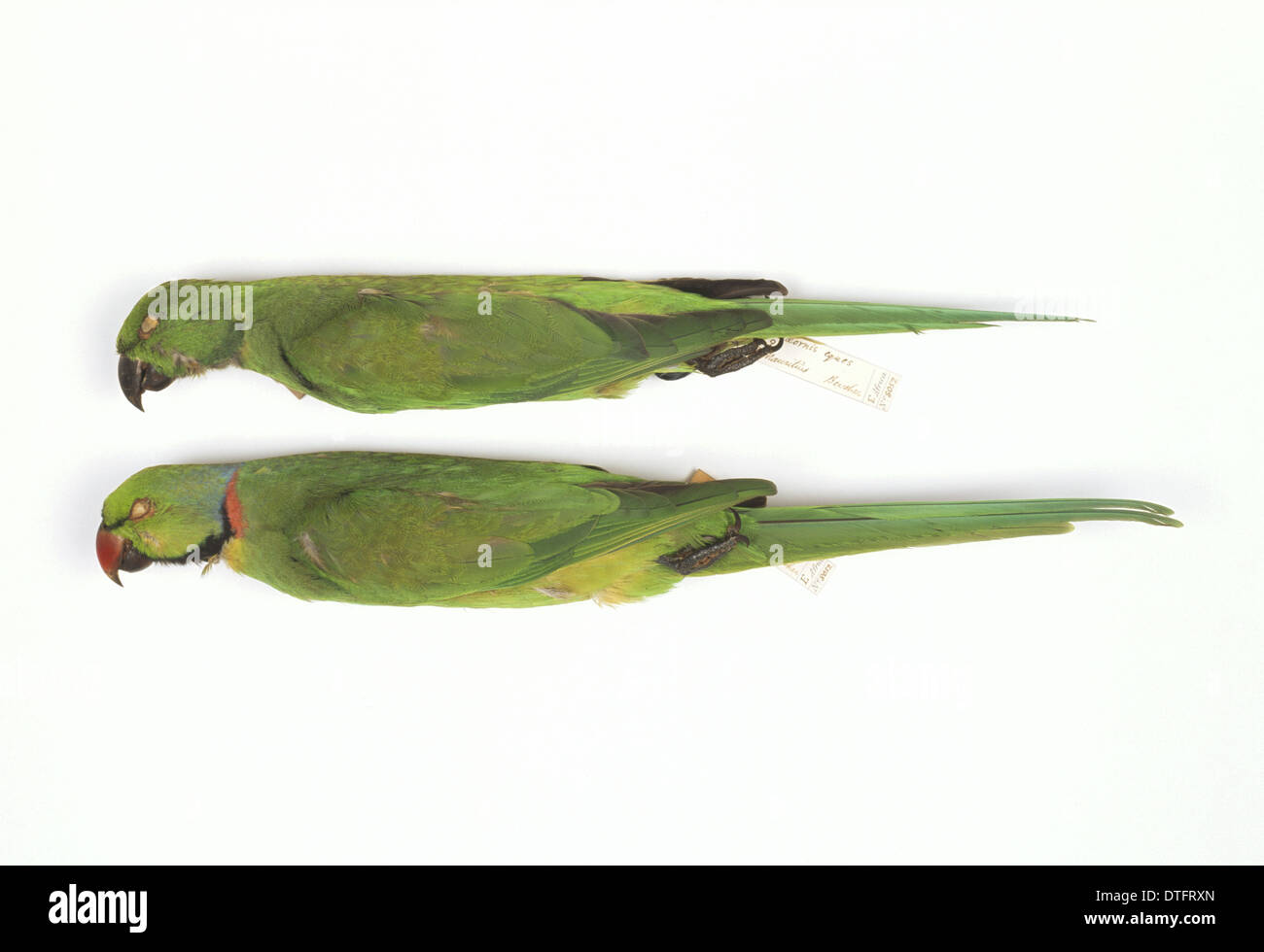 Psittacula eques, echo parakeet. Stock Photo