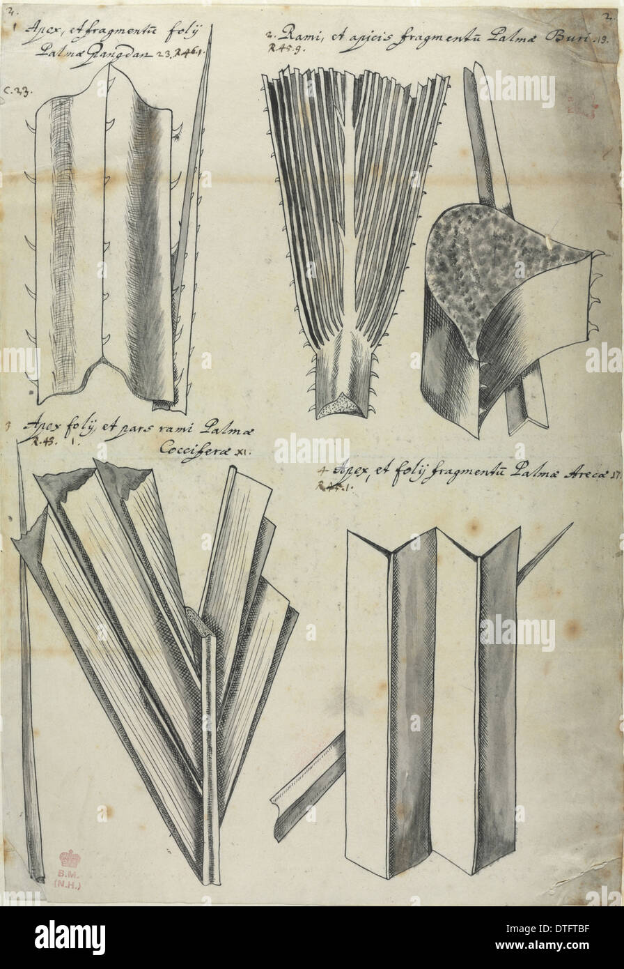 Leaf fragments, figure from Descriptiones Fruticum et Arborum Luzonis Stock Photo
