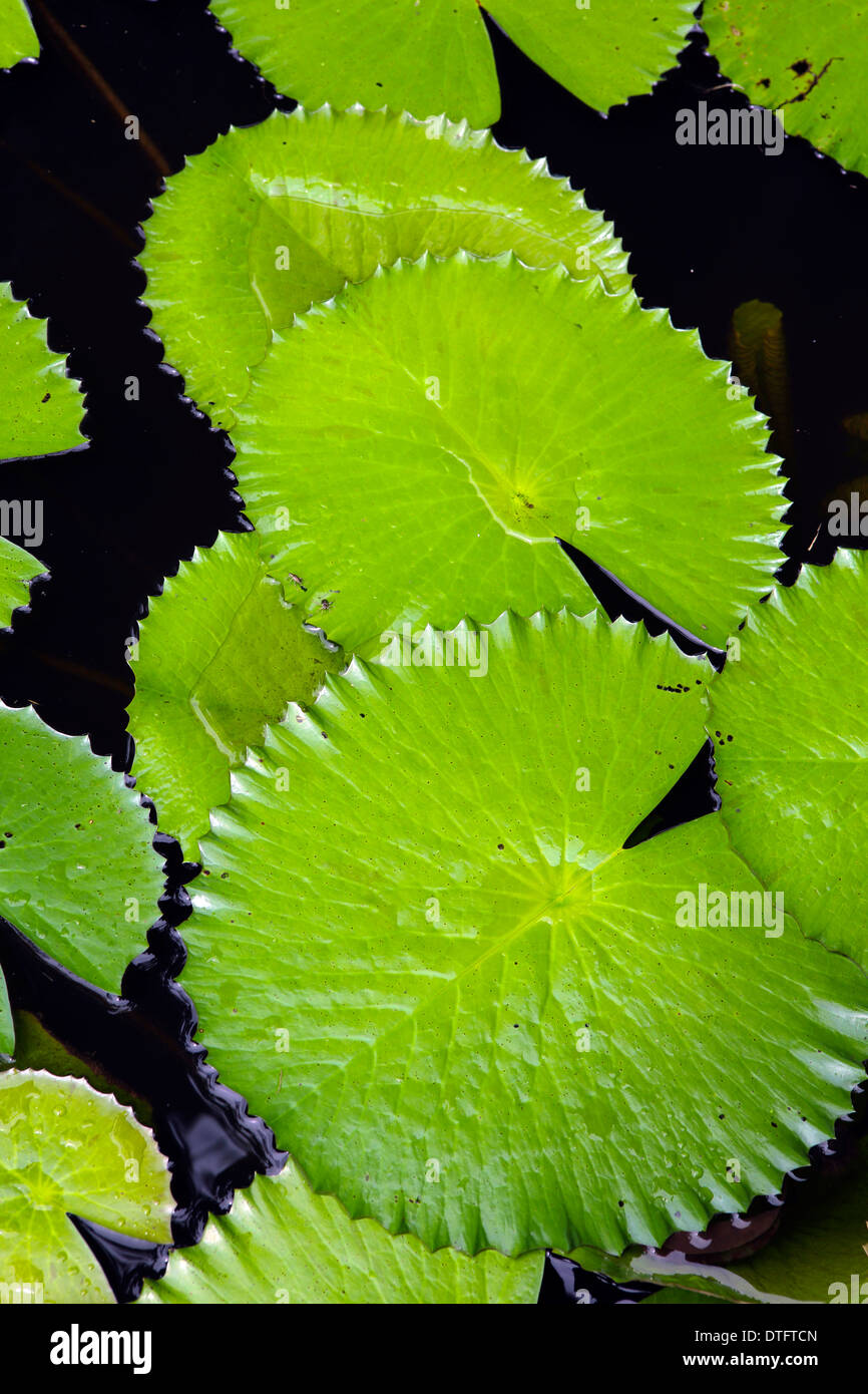 Green lily pads Stock Photo Alamy