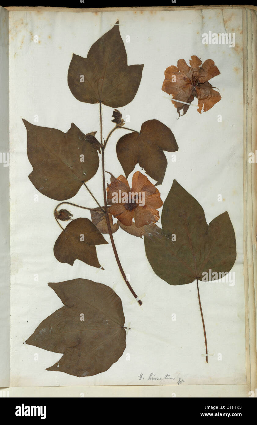 Gossypium arboreum, tree cotton Stock Photo