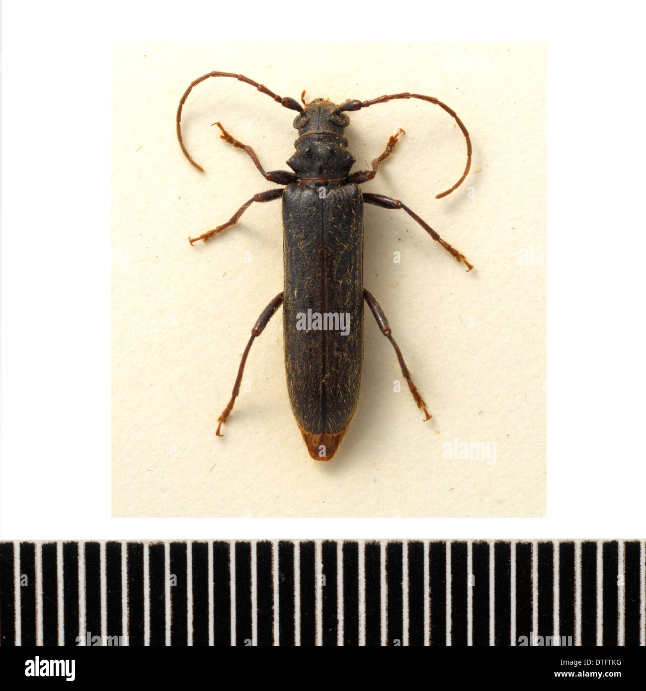 Ambeodontus tristis, two-toothed longhorn. Stock Photo