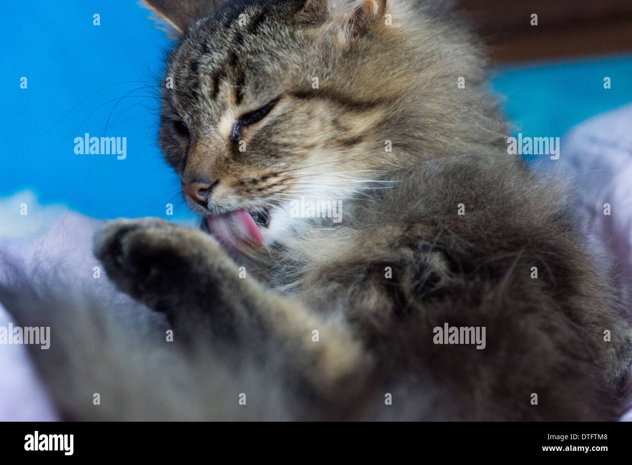 grooming domesticated pet cat paw claw face Stock Photo Alamy