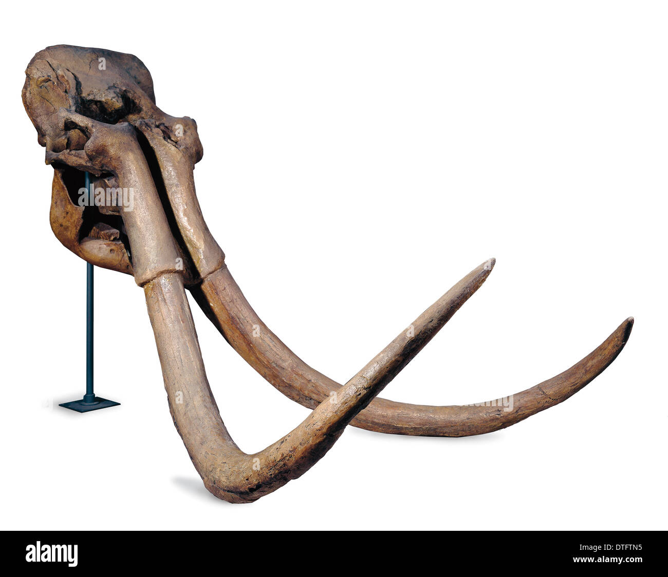 Mammuthus trogontherii, steppe mammoth Stock Photo