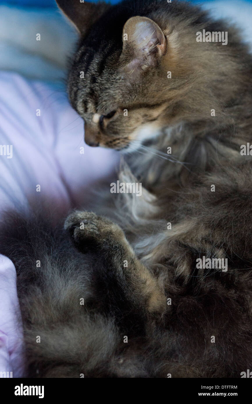 grooming domesticated pet cat paw claw face Stock Photo Alamy