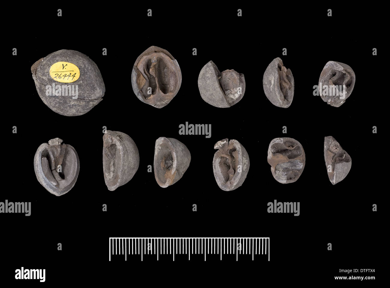 Juglans ventricosa, fossil plant Stock Photo
