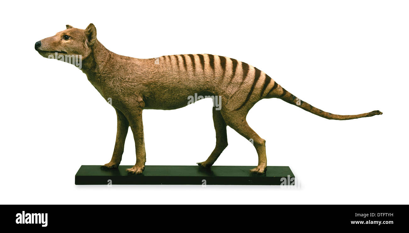 Thylacinus cynocephalus, thylacine Stock Photo