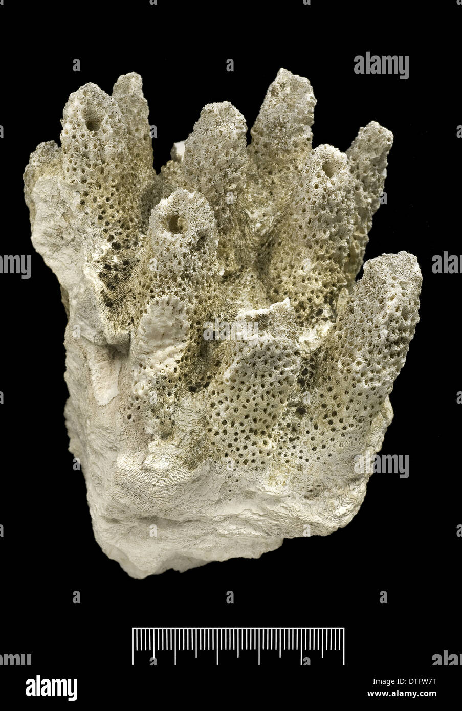Acropora, Worn coral Stock Photo