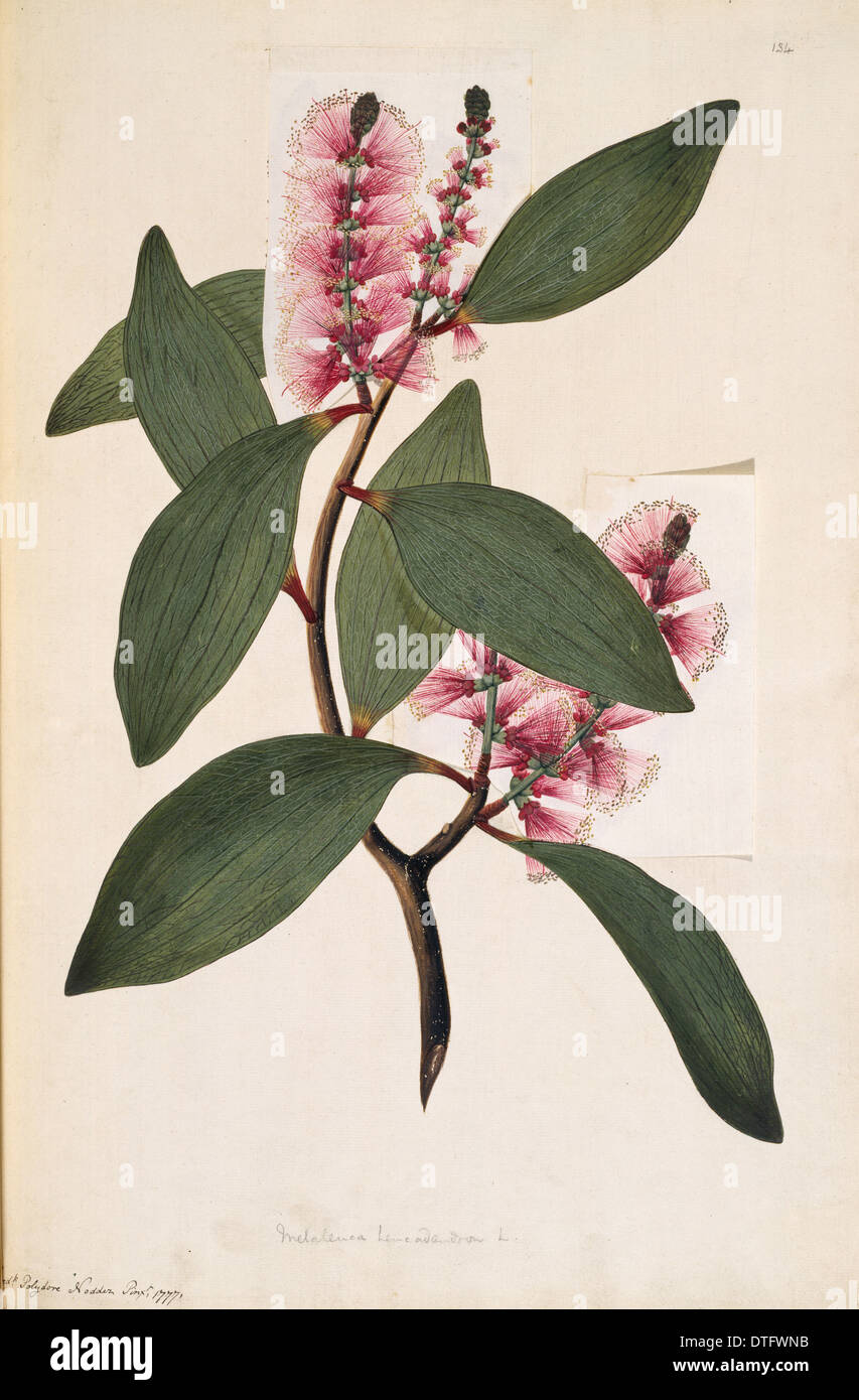 Melaleuca viridiflora, weeping tea tree Stock Photo