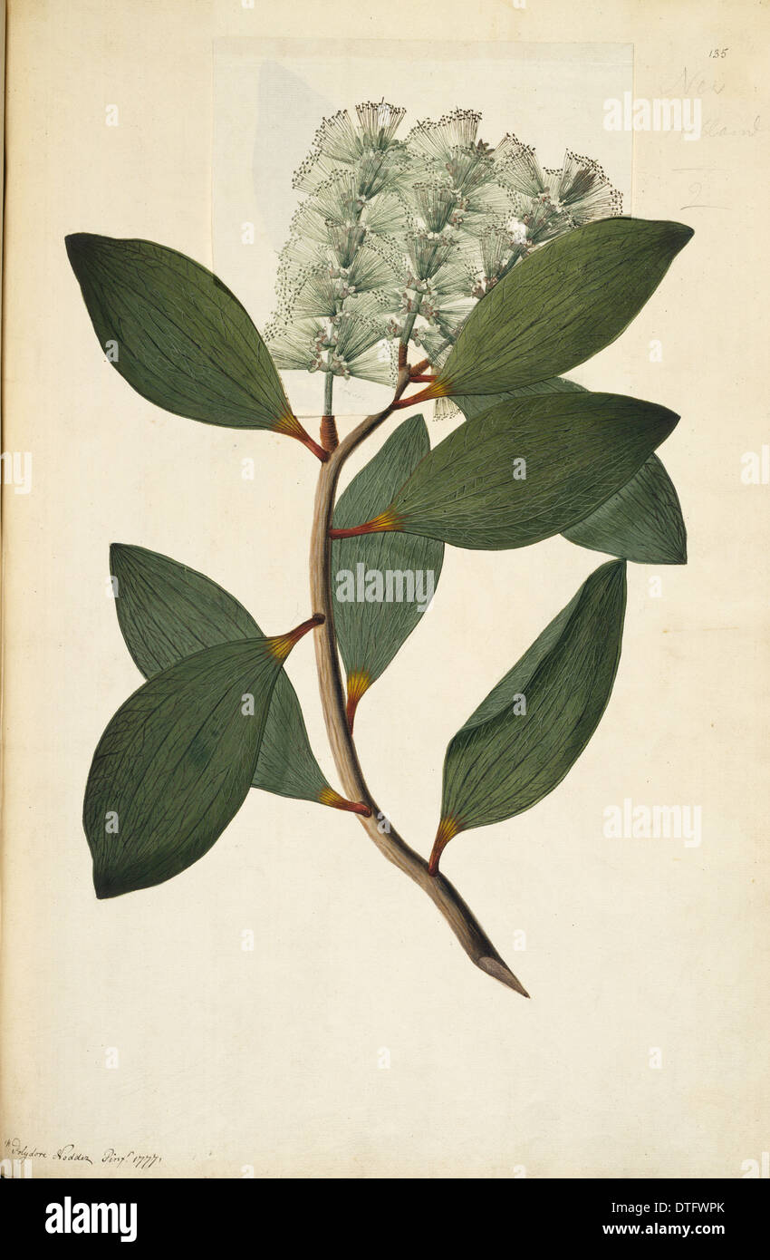 Melaleuca viridiflora, weeping tea tree Stock Photo