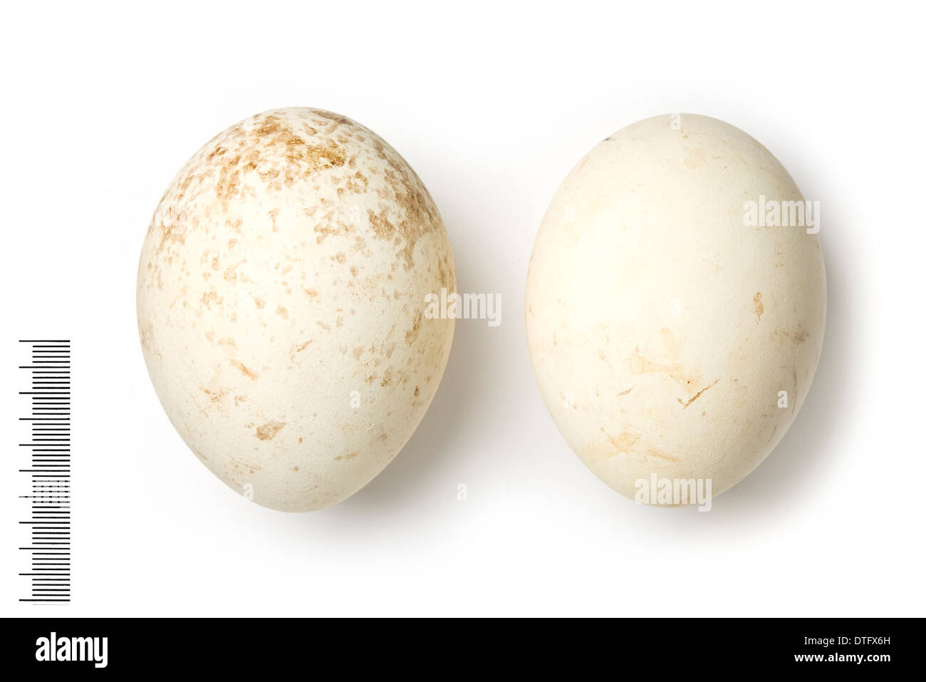 Turkey Vulture Eggs