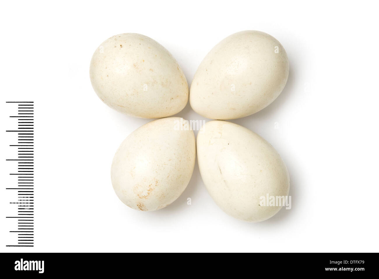Alectoris graeca, rock partridge eggs Stock Photo